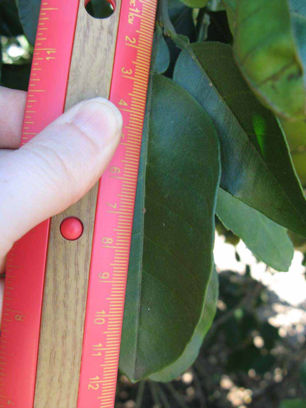              Unifoliolate leaf (Winter Haven, FL)       